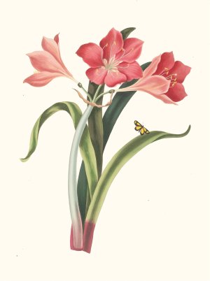 Amaryllis Purpurea by Priscilla Susan Bury Oil Painting