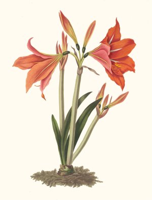 Amaryllis Reginaae (Mexican Lily, Amaryllis) by Priscilla Susan Bury Oil Painting
