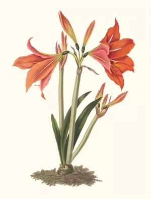 Amaryllis Reginaae (Mexican Lily, Amaryllis) by Priscilla Susan Bury Oil Painting
