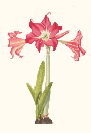 Amaryllis Solandriflora Var. Or Amaryllis Johnsoni by Priscilla Susan Bury Oil Painting