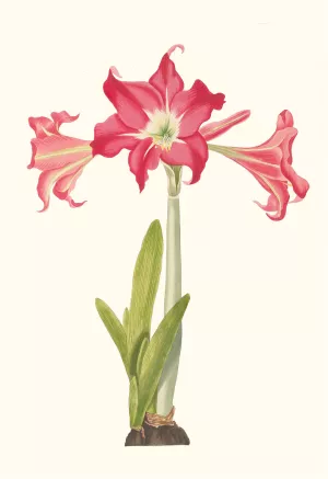 Amaryllis Solandriflora Var. Or Amaryllis Johnsoni Oil painting by Priscilla Susan Bury