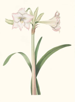 Amaryllis Solandriflora Var. by Priscilla Susan Bury Oil Painting