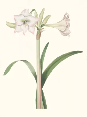 Amaryllis Solandriflora Var. by Priscilla Susan Bury Oil Painting