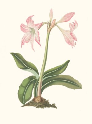 Amaryllis Steilatafolia by Priscilla Susan Bury Oil Painting