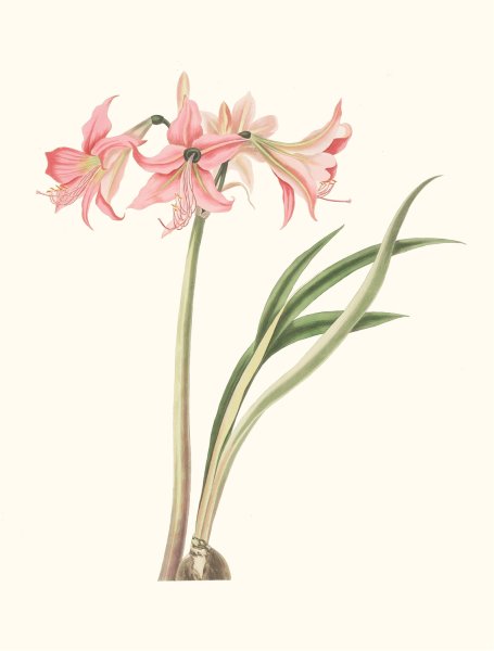 Amaryllis Stilosa  by Priscilla Susan Bury - Hand-Painted Oil Painting Reproduction