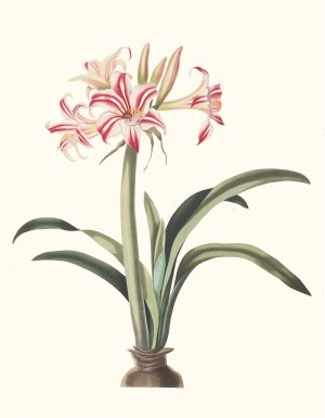 Ameryllis Superba by Priscilla Susan Bury Oil Painting