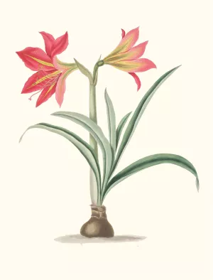 Amryllis Platypetala Oil painting by Priscilla Susan Bury