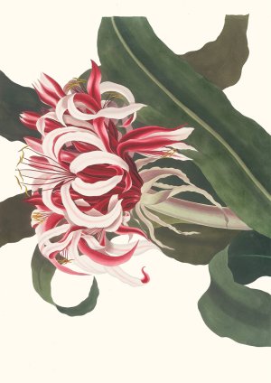 Crinium Augustum (Queen Emma) by Priscilla Susan Bury Oil Painting