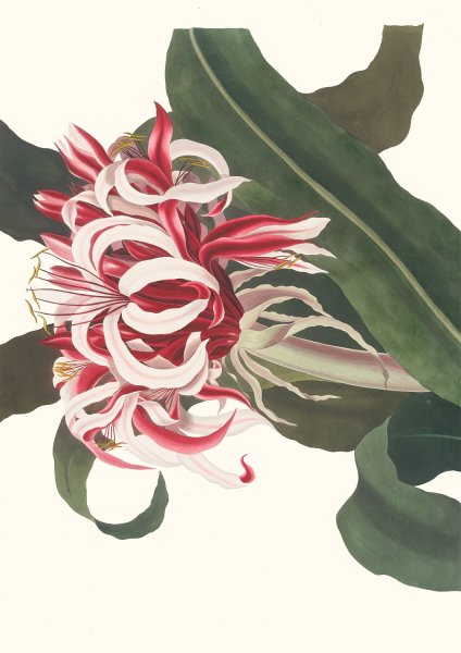 Crinium Augustum (Queen Emma)  by Priscilla Susan Bury - Hand-Painted Oil Painting Reproduction