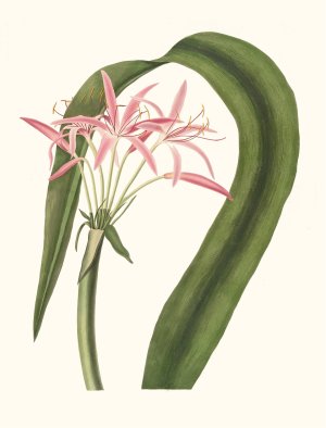 Crinum Cruentum by Priscilla Susan Bury Oil Painting