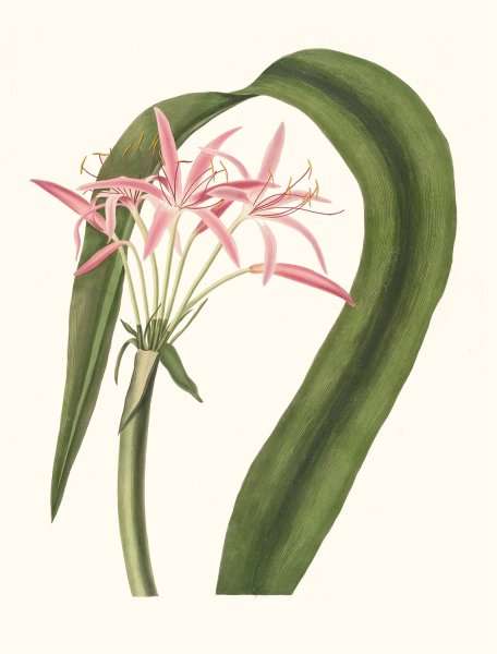 Crinum Cruentum  by Priscilla Susan Bury - Hand-Painted Oil Painting Reproduction