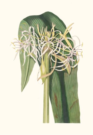 Crinum Declinatum by Priscilla Susan Bury Oil Painting