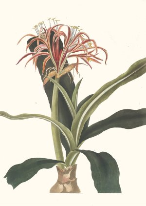Crinum Hybridum, Pedunculatum And Zeylanicum by Priscilla Susan Bury Oil Painting