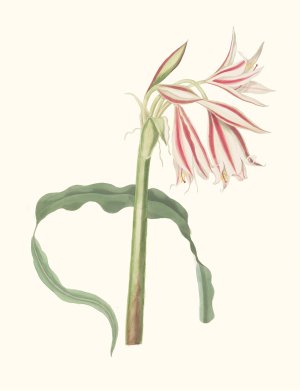Crinum Ornatum by Priscilla Susan Bury Oil Painting