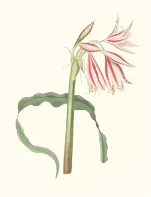 Crinum Ornatum Oil painting by Priscilla Susan Bury