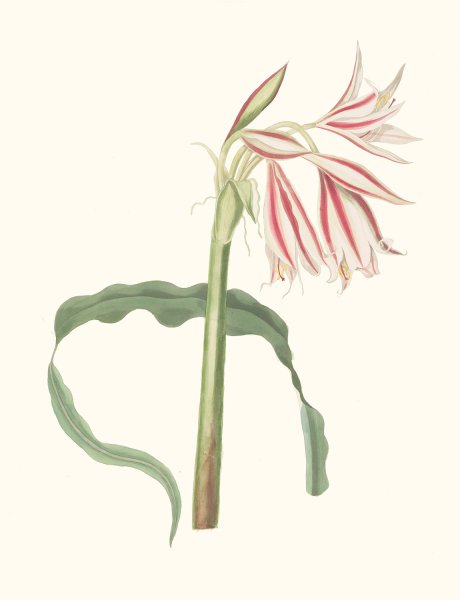 Crinum Ornatum  by Priscilla Susan Bury - Hand-Painted Oil Painting Reproduction