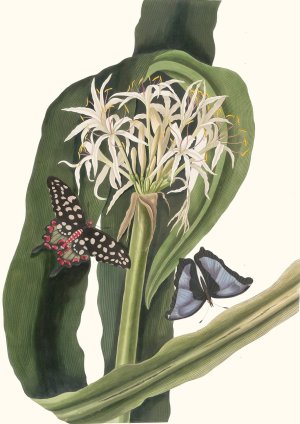 Crinum Pedunculatum. (River Lily) by Priscilla Susan Bury Oil Painting