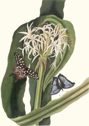 Crinum Pedunculatum. (River Lily) by Priscilla Susan Bury Oil Painting