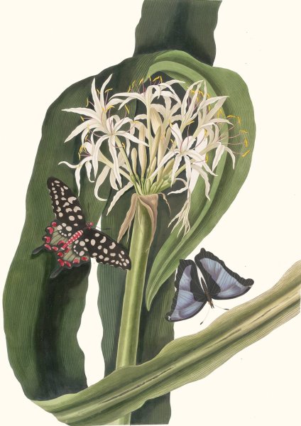 Crinum Pedunculatum. (River Lily)  by Priscilla Susan Bury - Hand-Painted Oil Painting Reproduction