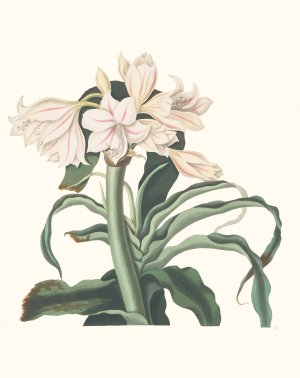 Crinum Scabrum by Priscilla Susan Bury Oil Painting