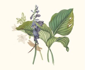 Hemerecalliscarulea, Hemerecallis Japonica by Priscilla Susan Bury Oil Painting