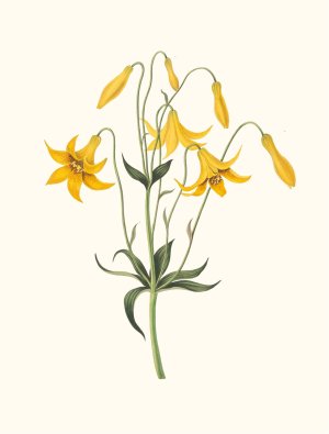 Lilium Canadense (Canada Lily, Wild Yellow Lily) by Priscilla Susan Bury Oil Painting