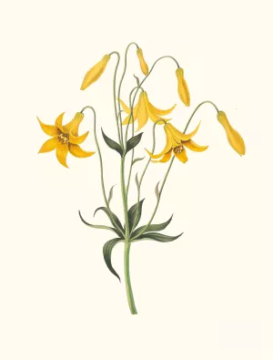 Lilium Canadense (Canada Lily, Wild Yellow Lily) by Priscilla Susan Bury Oil Painting