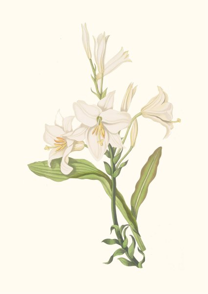 Lilium Candidum  by Priscilla Susan Bury - Hand-Painted Oil Painting Reproduction