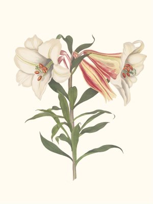 Lilium Japonicum by Priscilla Susan Bury Oil Painting