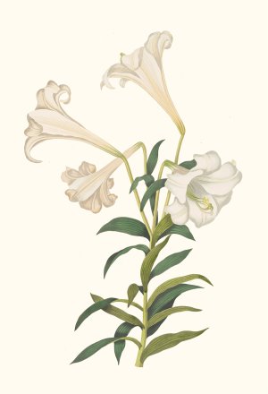 Lilium Longiflorum by Priscilla Susan Bury Oil Painting