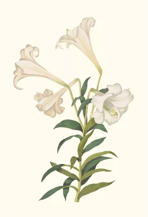 Lilium Longiflorum by Priscilla Susan Bury Oil Painting
