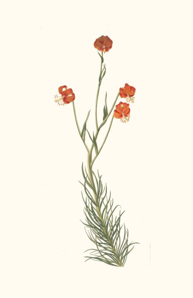 Main Product Photo of Lilium Pyrenaicum  Painting by Priscilla Susan Bury