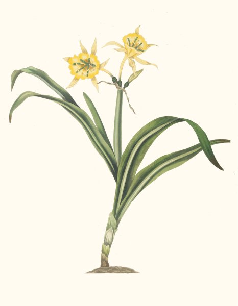 Pancratium Amancaes  by Priscilla Susan Bury - Hand-Painted Oil Painting Reproduction