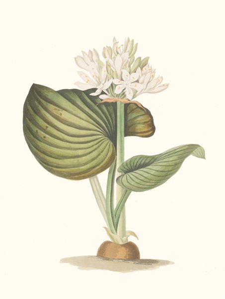 Pancratium Amboinense  by Priscilla Susan Bury - Hand-Painted Oil Painting Reproduction