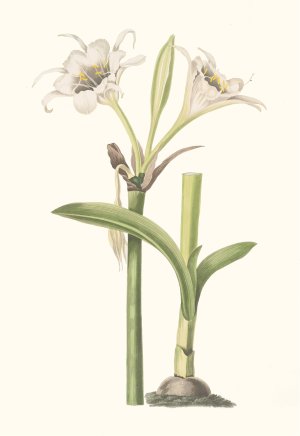 Pancratium Calathinum by Priscilla Susan Bury Oil Painting