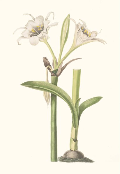 Pancratium Calathinum by Priscilla Susan Bury - Hand-Painted Oil Painting Reproduction