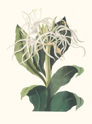 Pancratium Specidsum by Priscilla Susan Bury Oil Painting