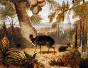 Musk Deer, And Birds Of Paradise