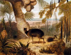 Musk Deer, And Birds Of Paradise by R. A. Daniell Oil Painting
