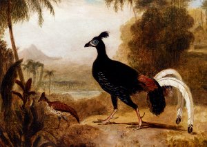 The Fire Pheasant of the Island of Java by R. A. Daniell Oil Painting