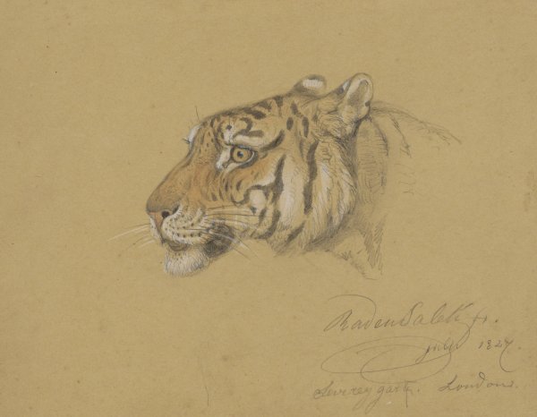 Kop van een Tijger  by Raden Saleh - Hand-Painted Oil Painting Reproduction