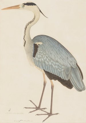 Grey Heron by Ram Das Oil Painting