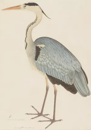 Grey Heron by Ram Das Oil Painting