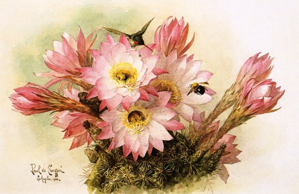 Main Product Photo of Cactus Blossoms Painting by Raoul De Longpre