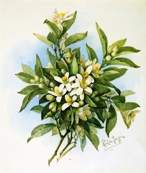 Orange Blossoms by Raoul De Longpre Oil Painting