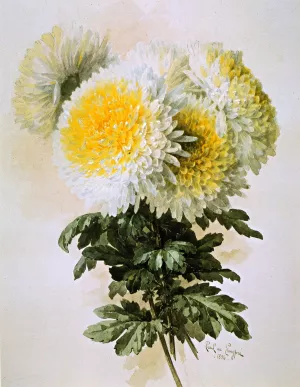 White and Yellow Mums by Raoul De Longpre Oil Painting