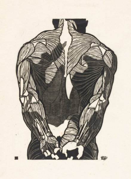Anatomische studie van de rugspieren van een man  by Reijer Stolk - Hand-Painted Oil Painting Reproduction