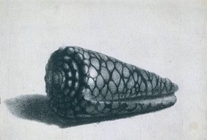 Cone Shell Conus Marmoreus