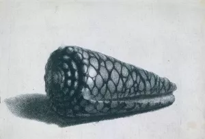 Cone Shell Conus Marmoreus by Rembrandt Van Rijn Oil Painting