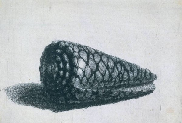 Main Product Photo of Cone Shell Conus Marmoreus Painting by Rembrandt Van Rijn